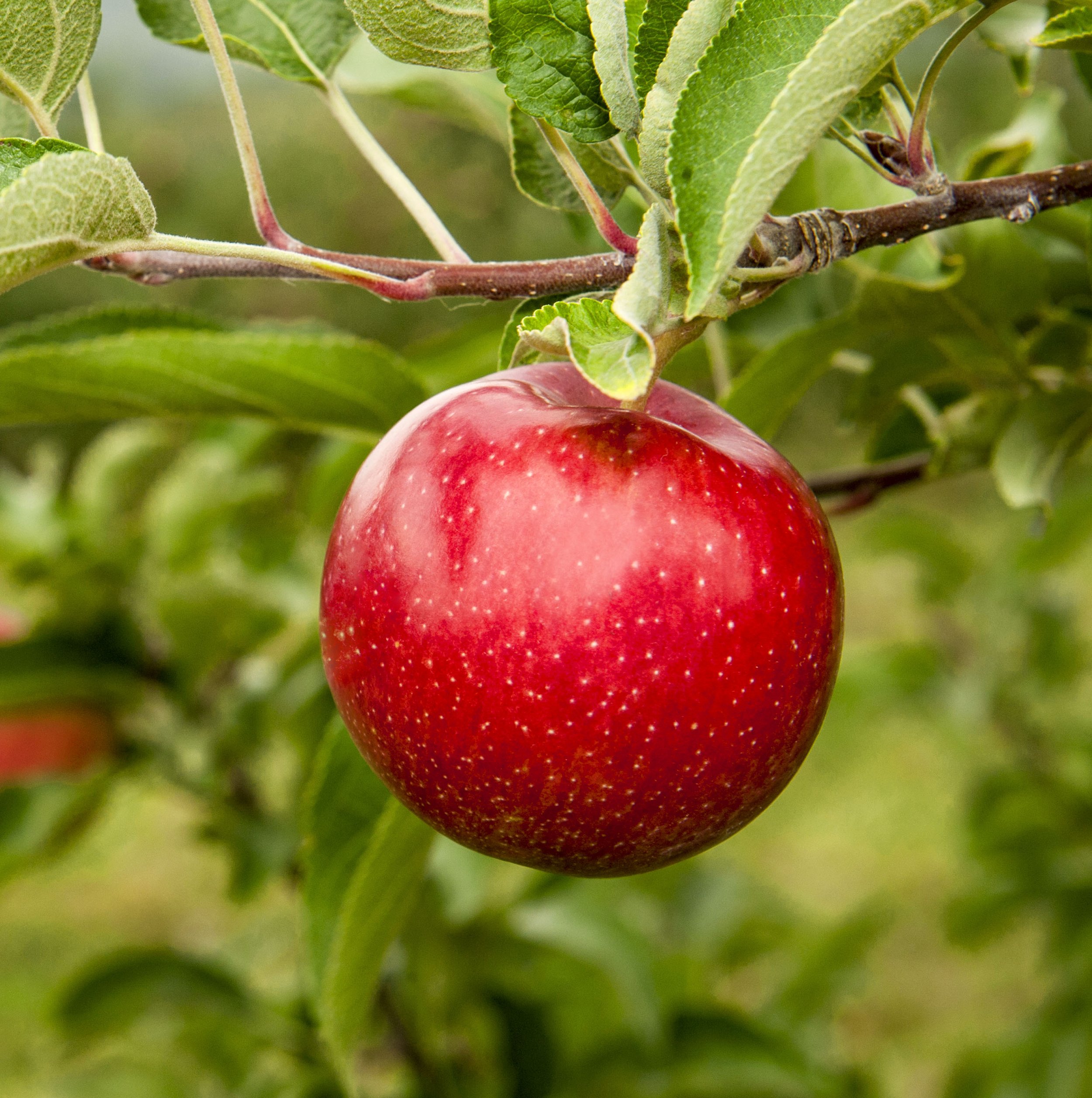 Order Organic Fuji Apples Viva Tierra