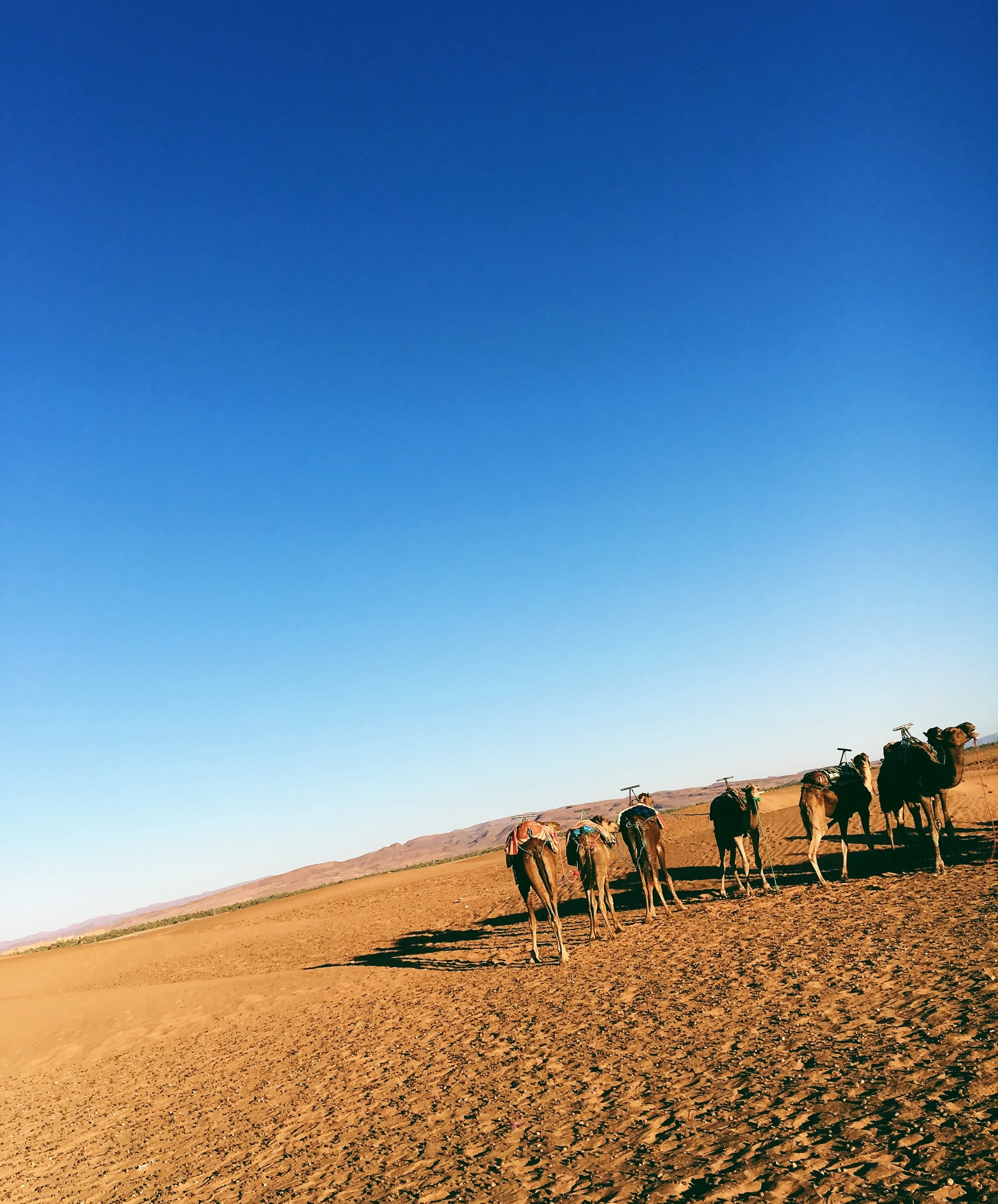 Saharan Sojourn