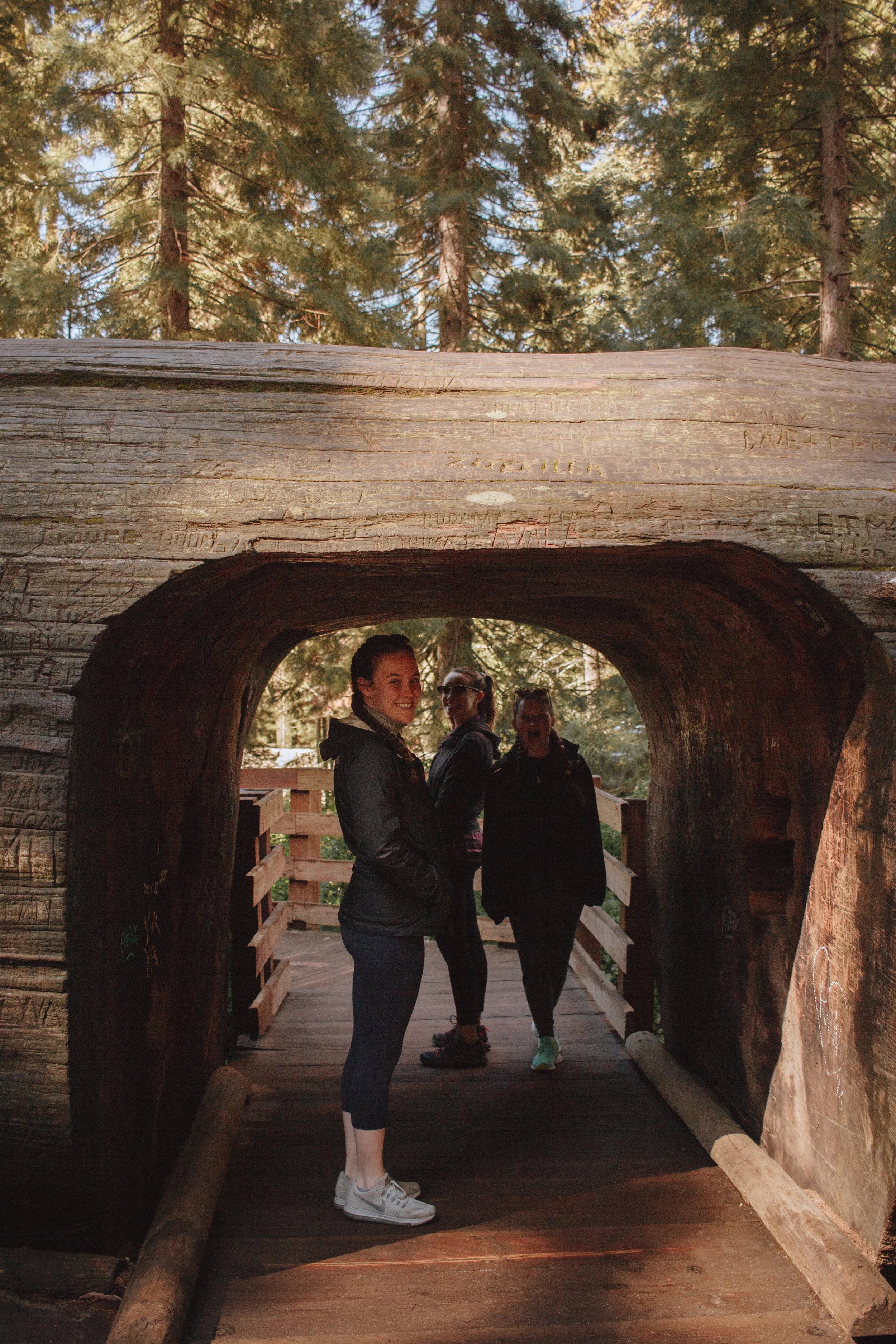 Fallen sequoias are turned into tunnels- neat, right?
