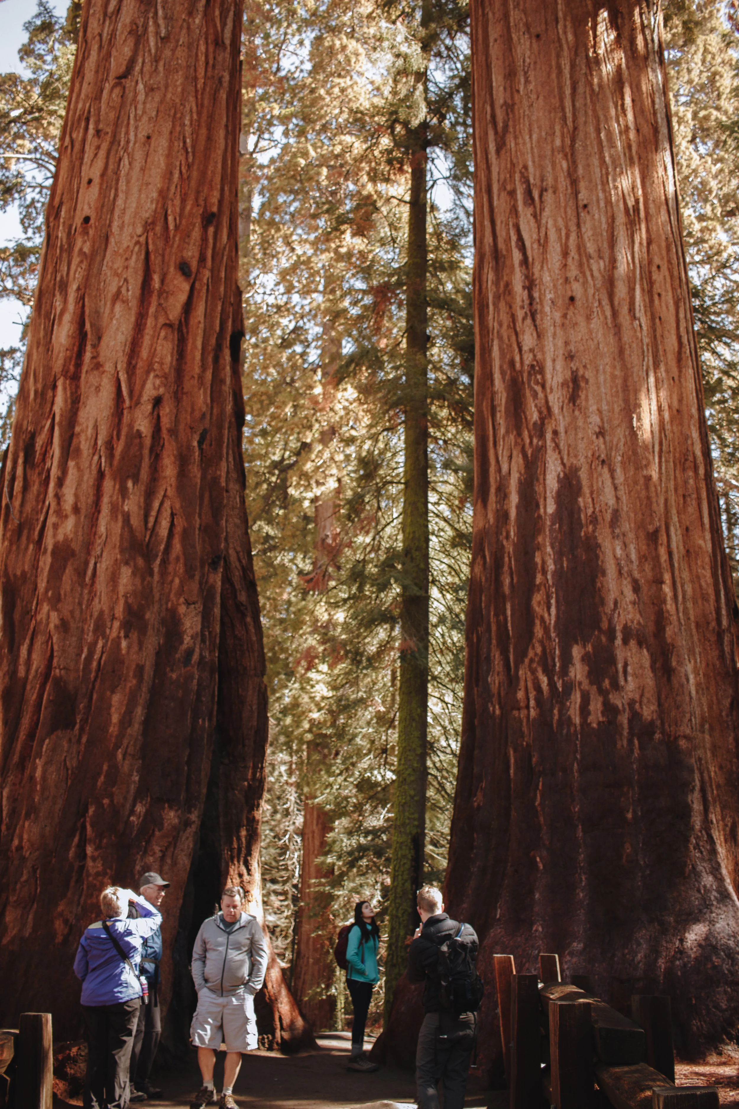 Along the Sherman Tree Trail