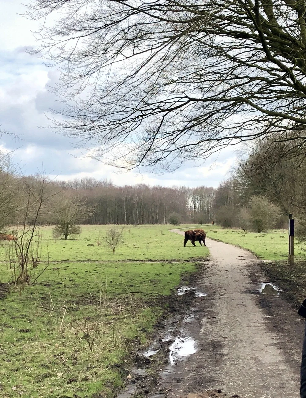 Highlander cow on my bike ride