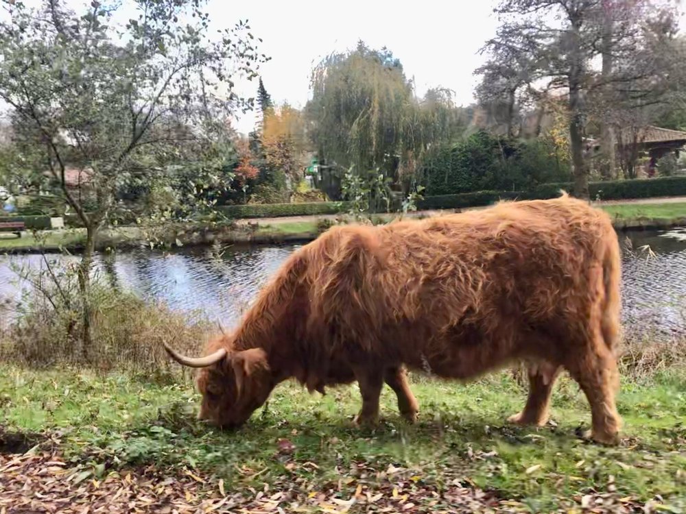 A Scottish Highland cow in Amsterdam