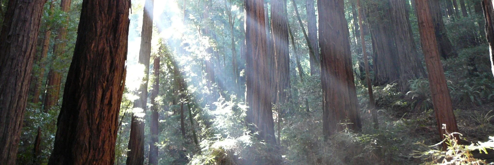 Trees_and_sunshine.jpg