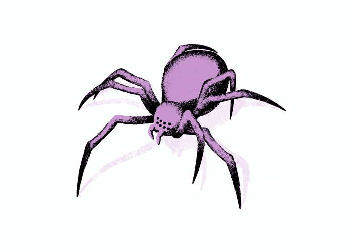 spider-anim-website.gif