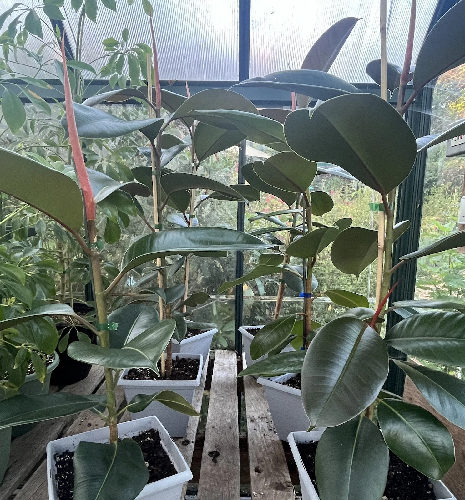 rubber plant Ficus elastica .JPG