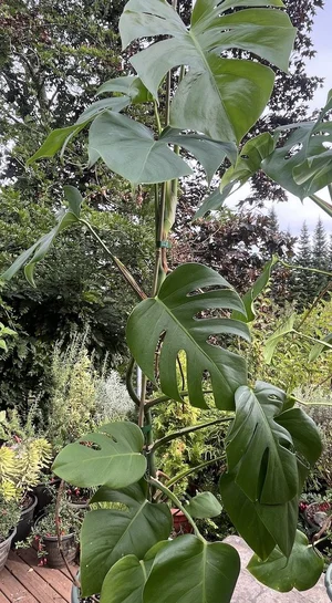 Split Leaf - Monstera Deliciosa Plant - Fiber to Yarn