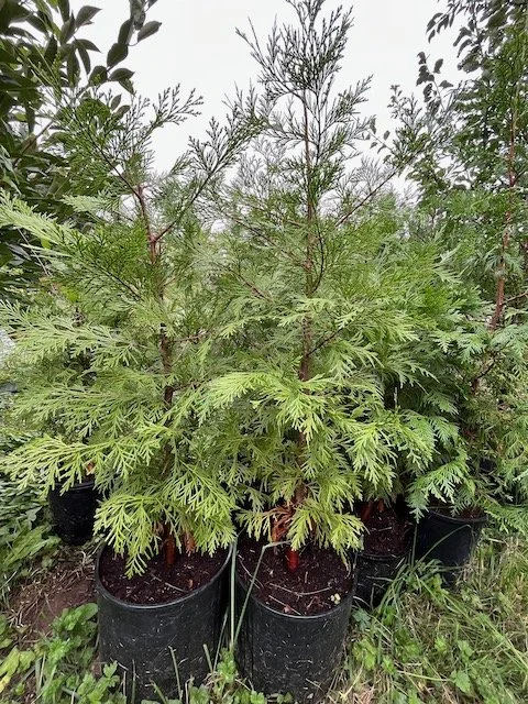 Incense Cedar Trees - Calocedrus decurrens (1).jpeg