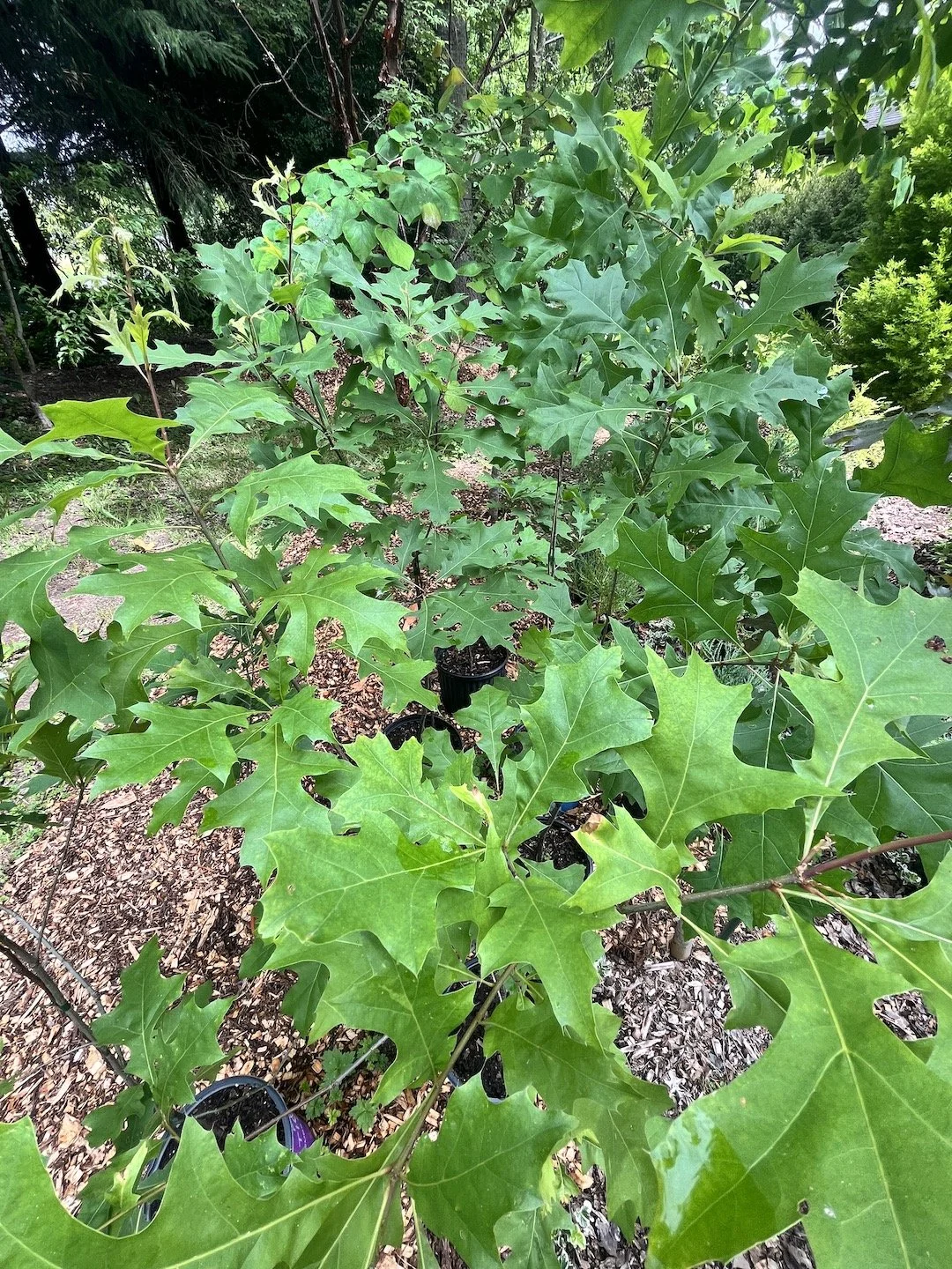 Pin Oak.JPG