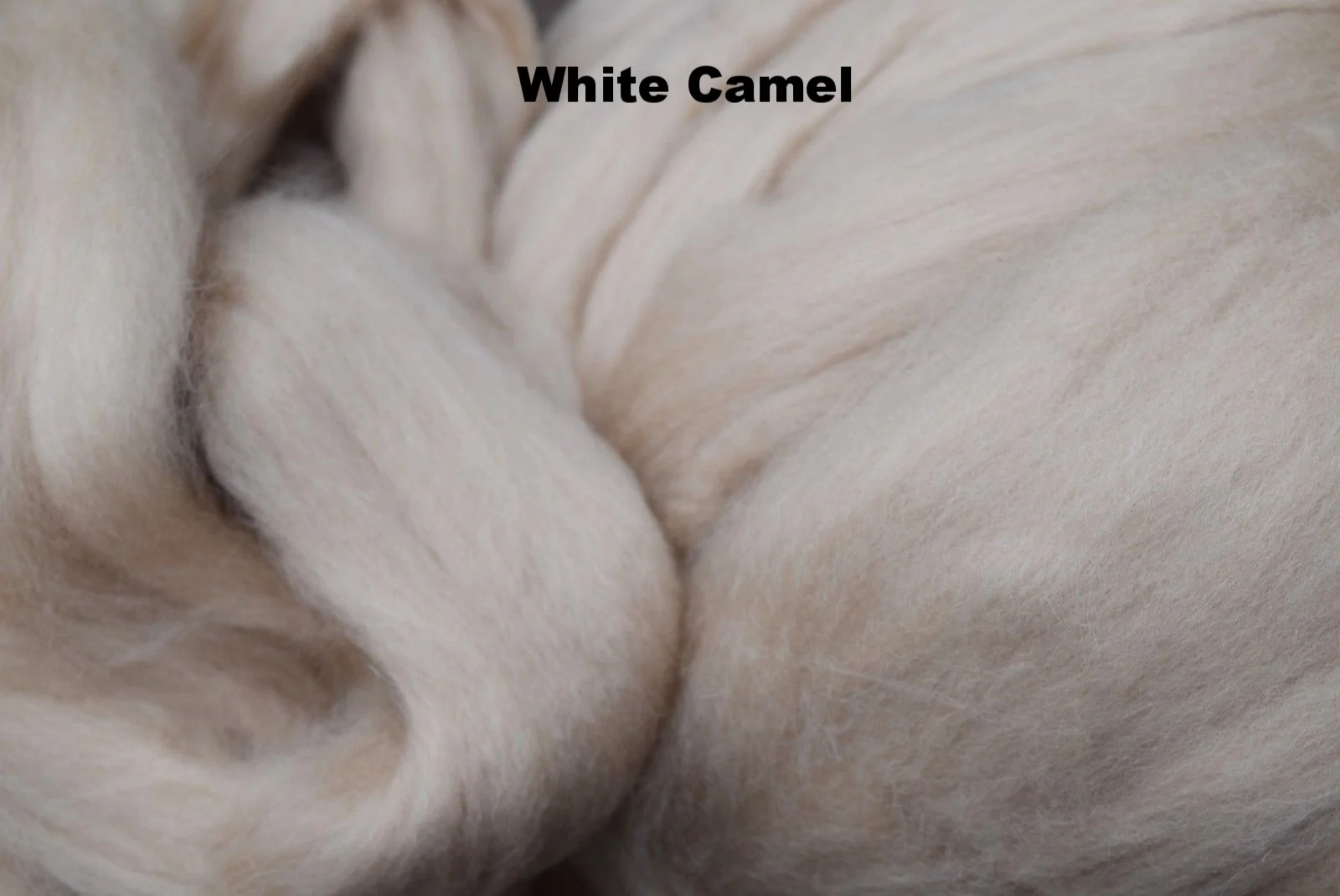 white camel.jpg