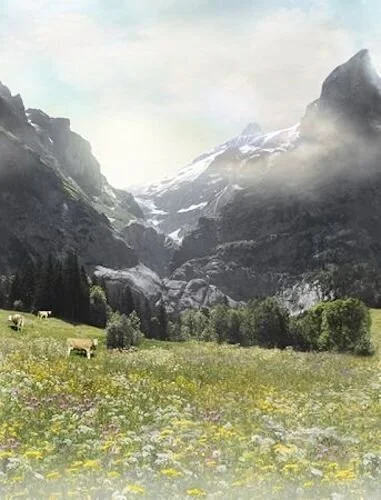 Hoffman Wild Flower call of the Wild Panel