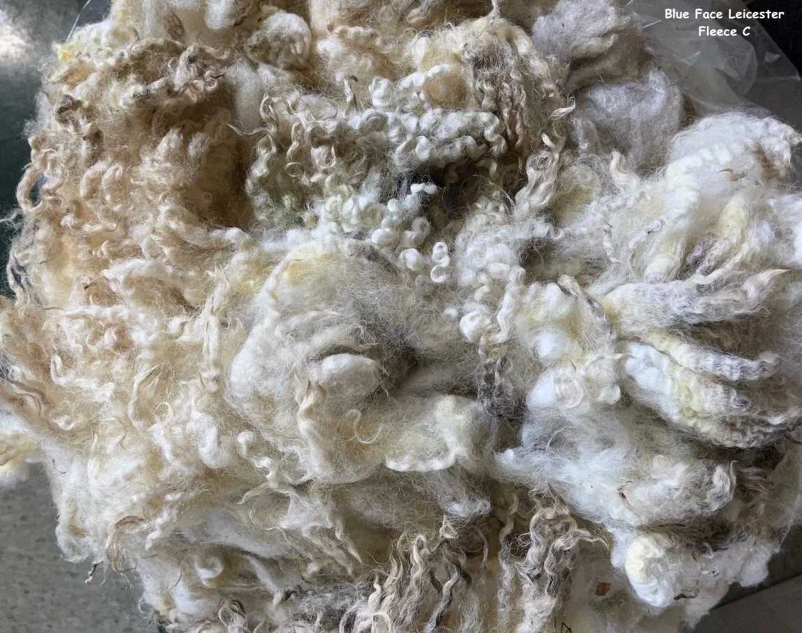 Blue Faced Leicester Washed Wool Sold by the Pound