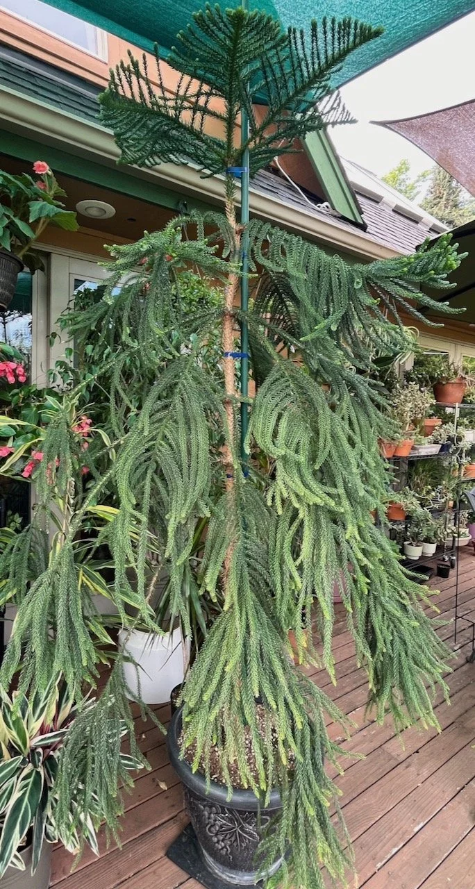 Norfolk Island Pine.jpeg