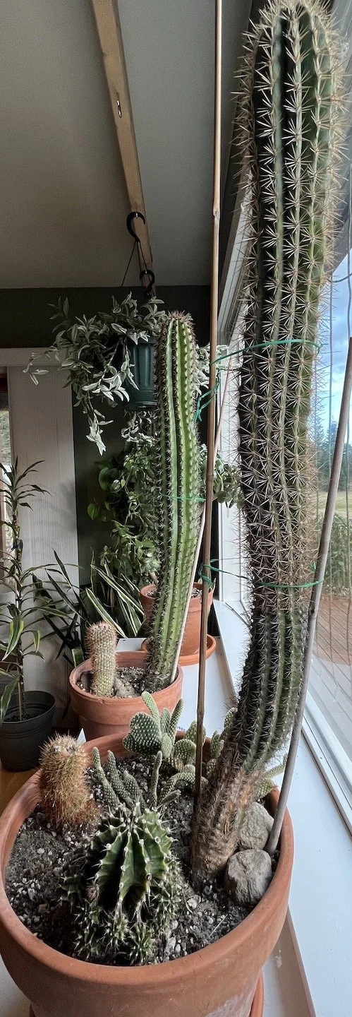 cacti window.JPG