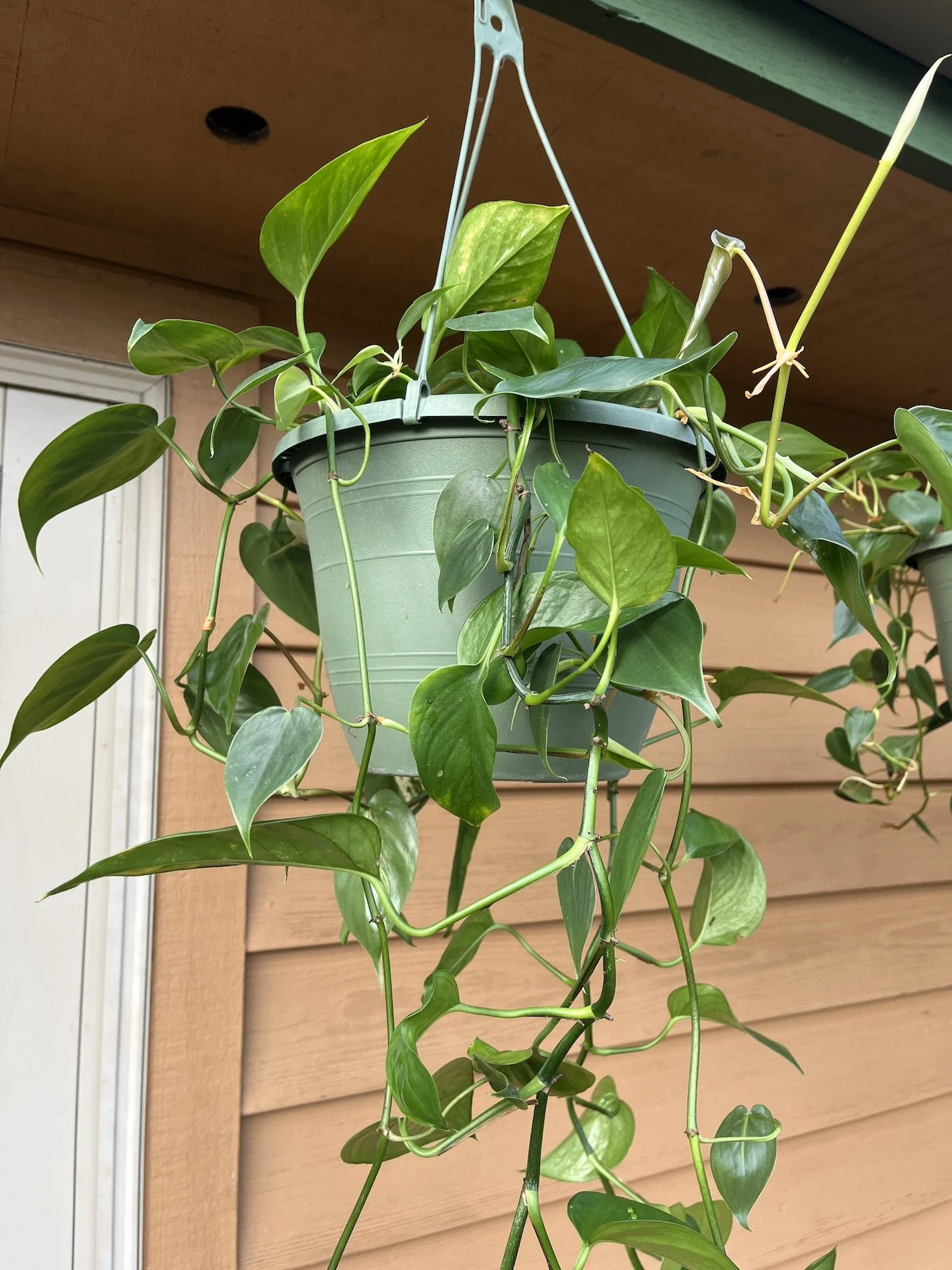 Pothos Epipremnum aureum.JPG