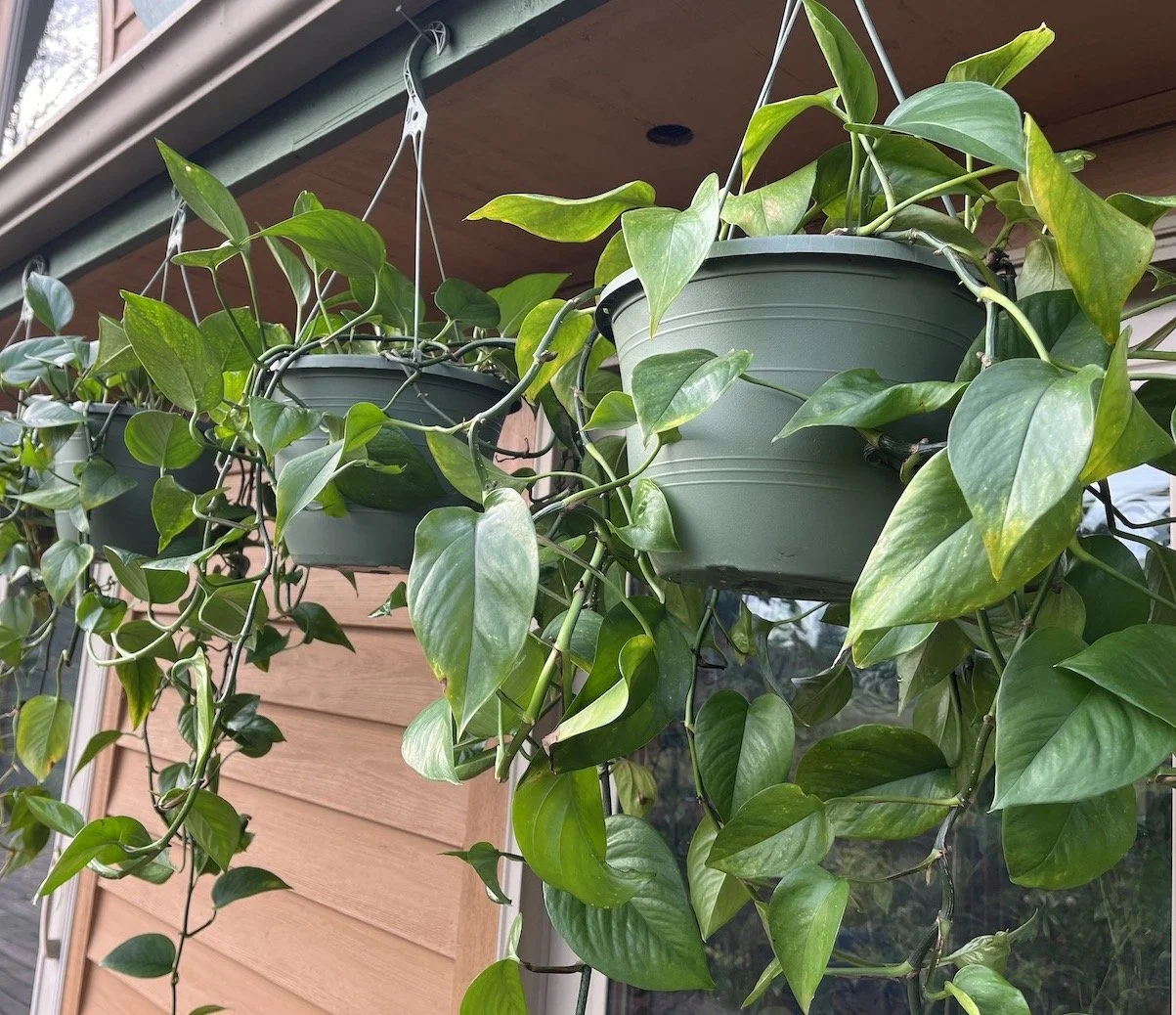 Pothos (Epipremnum aureum) .JPG