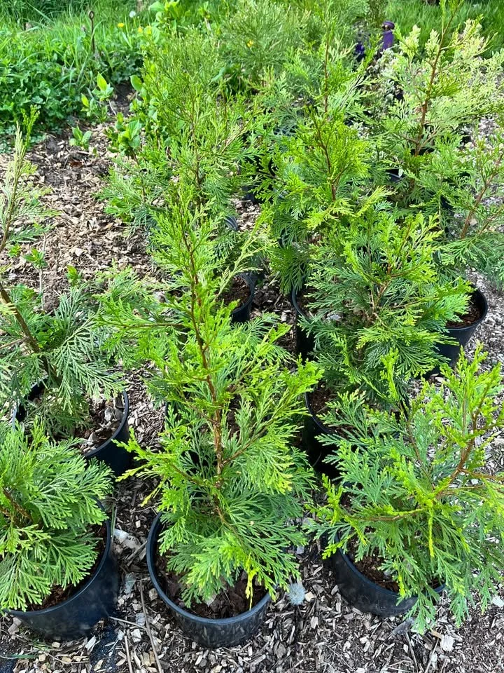 incense cedar trees 2g.jpg