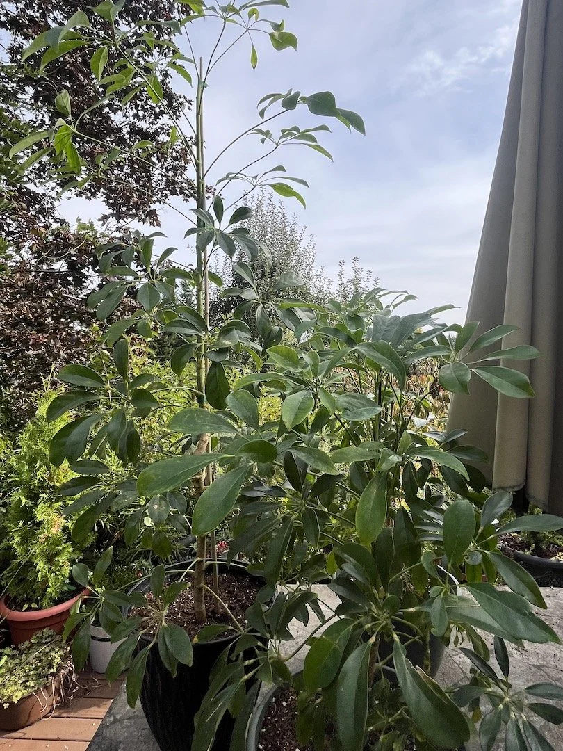 Schefflera Araliaceae tall.JPG