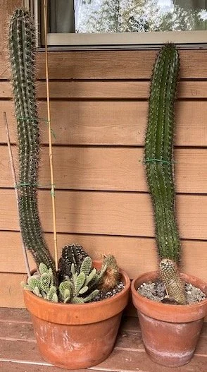 cactus copy 2.jpeg