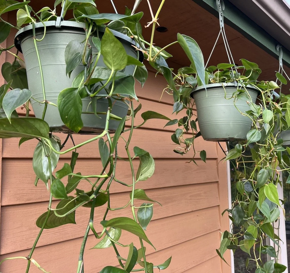 Philodendron Cordatum .JPG