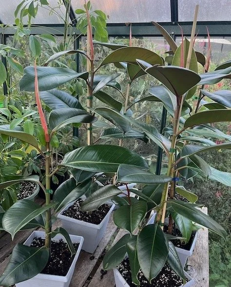 Rubber Plant - Ficus Elastic