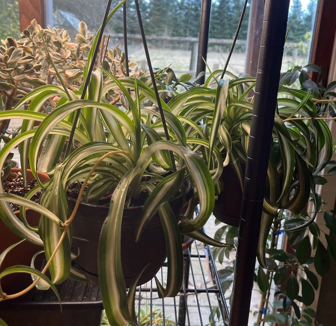 spider plant.JPG