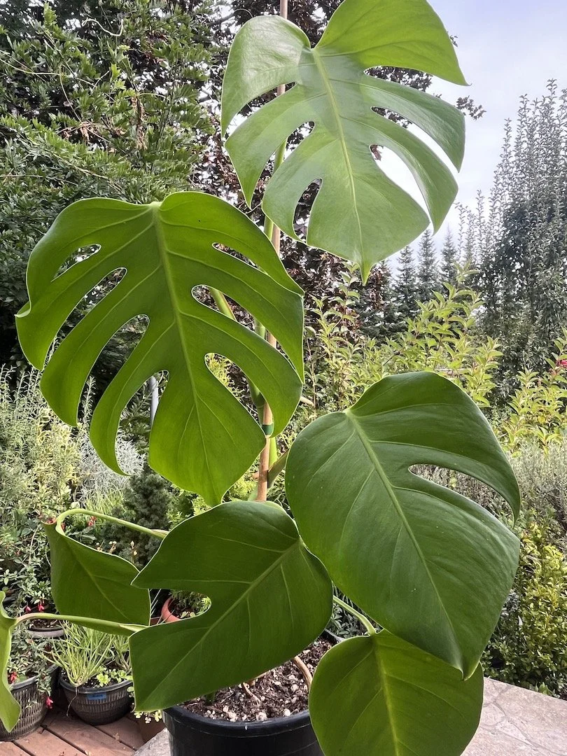 Split Leaf Philodendron - Monstera Deliciosa