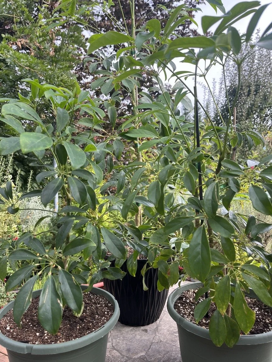 Schefflera Arailiceae