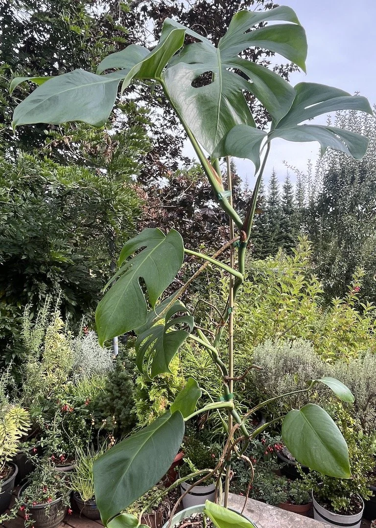 Monstera Deliciosa split-leaf philodendron 4'.JPG