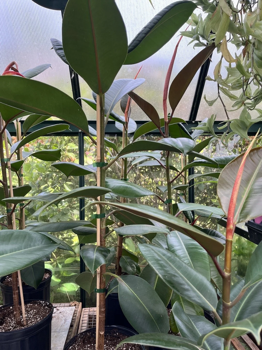Rubber Plant - Ficus Elastic
