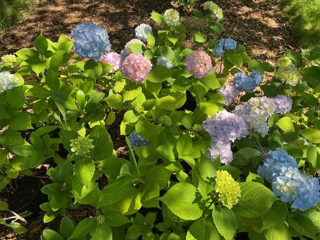 Hydrangea copy 2.jpeg