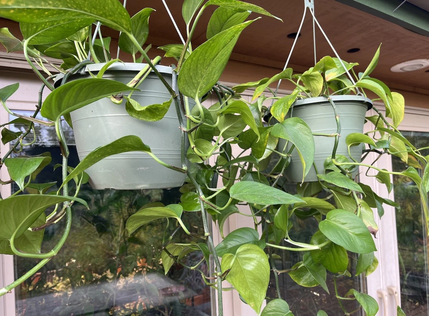 Pothos (Epipremnum aureum).JPG