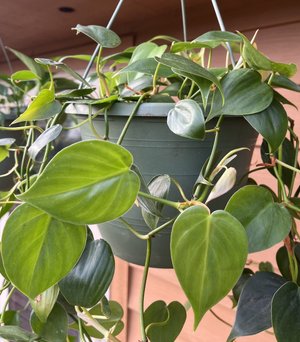 epipremnum pothos plant Pothos Epipremnum aureum 'Emerald' main image 1