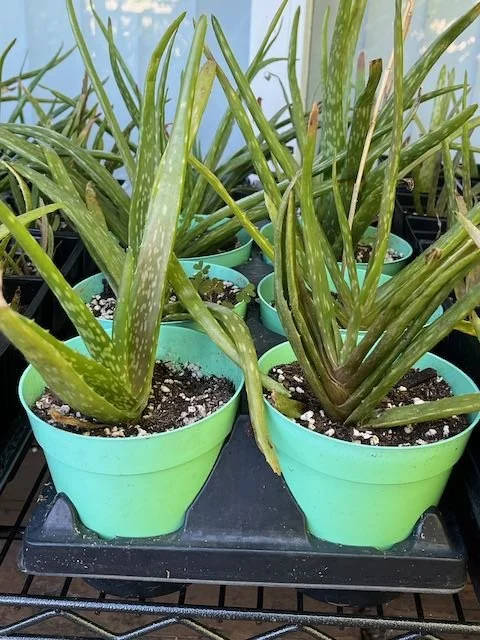 Aloe Vera Barbadensis - Medicine Plant