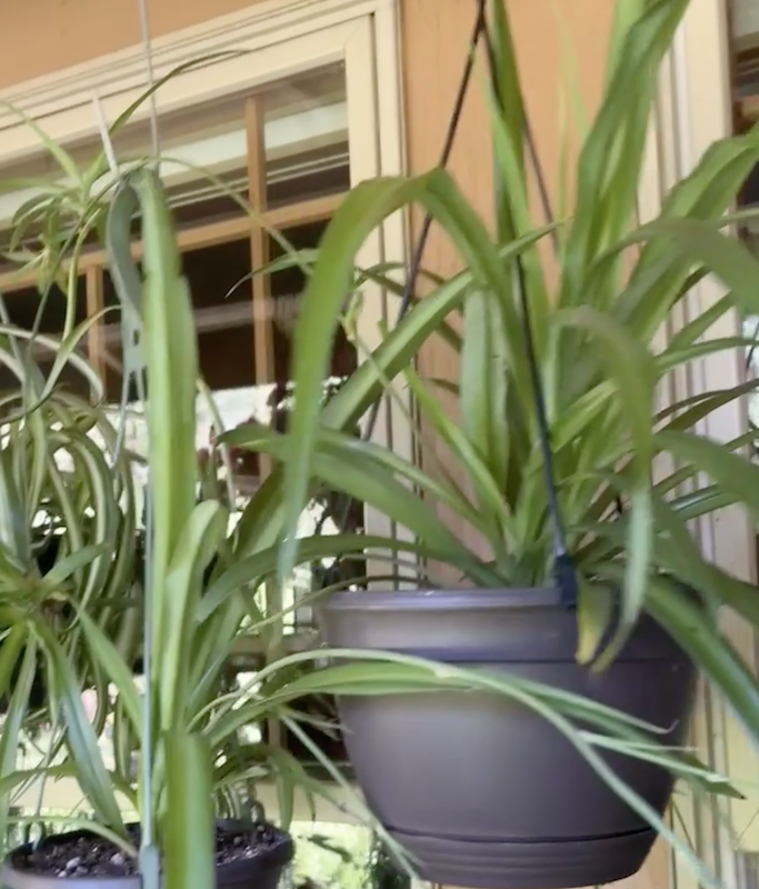 spider plants.png