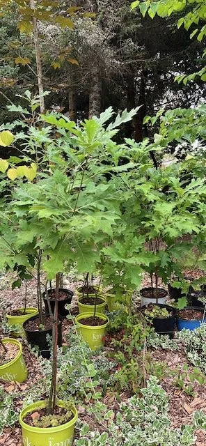 Pin Oak Quercus palustris.jpeg