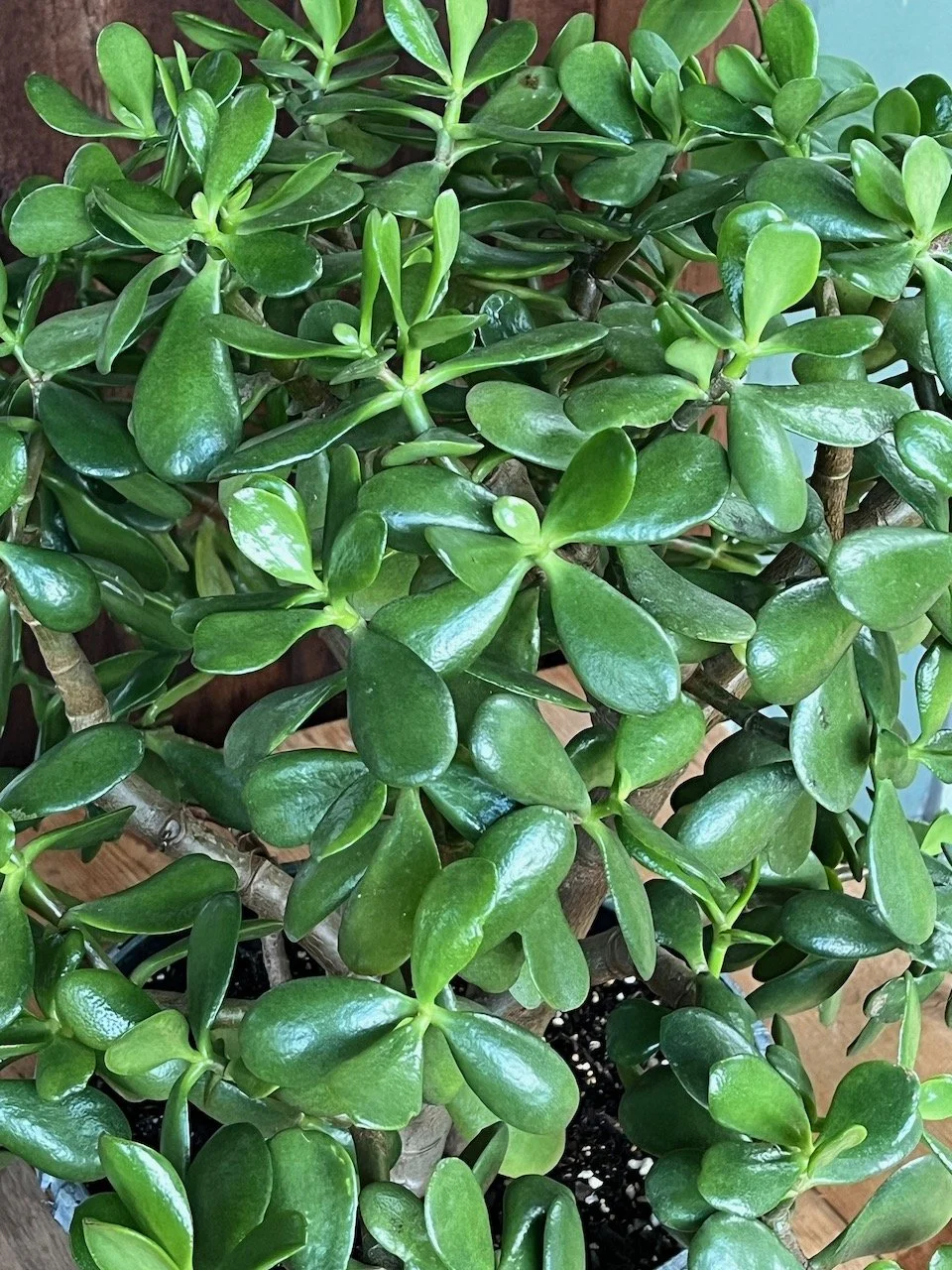 jade (1).jpeg