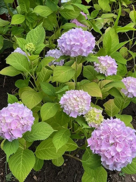 Hydrangea 2025.JPG (1) copy.jpeg