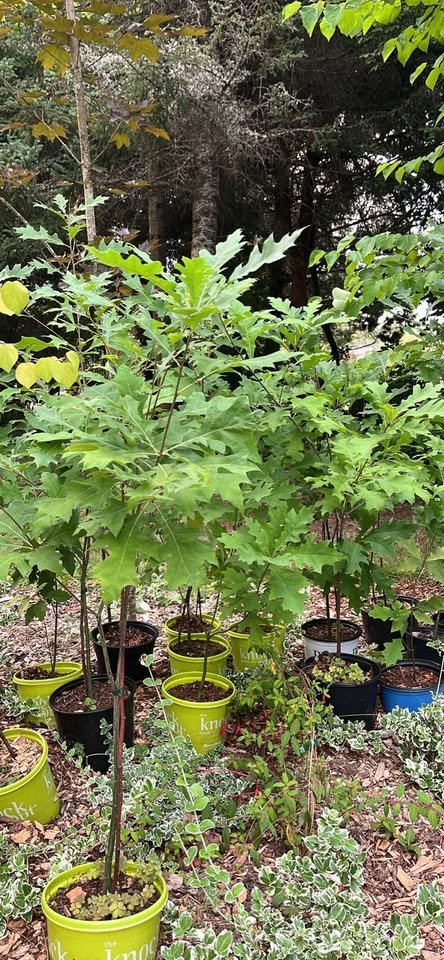 Pin Oak Trees - Quercus palustris