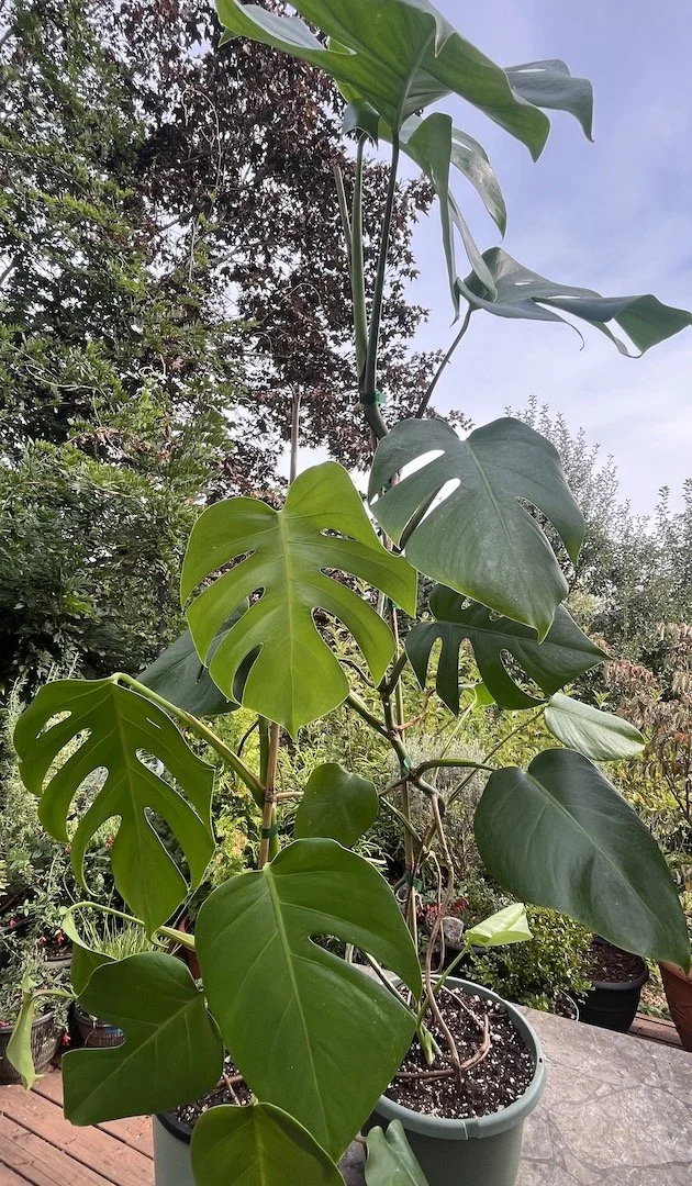 Monstera Deliciosa split-leaf philodendron 2.JPG
