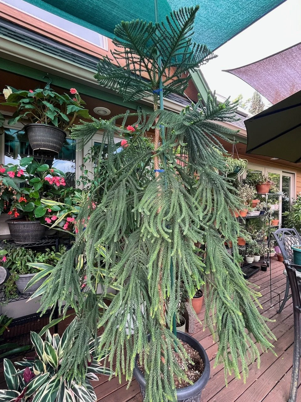 Norfolk Island Pine (1).jpeg
