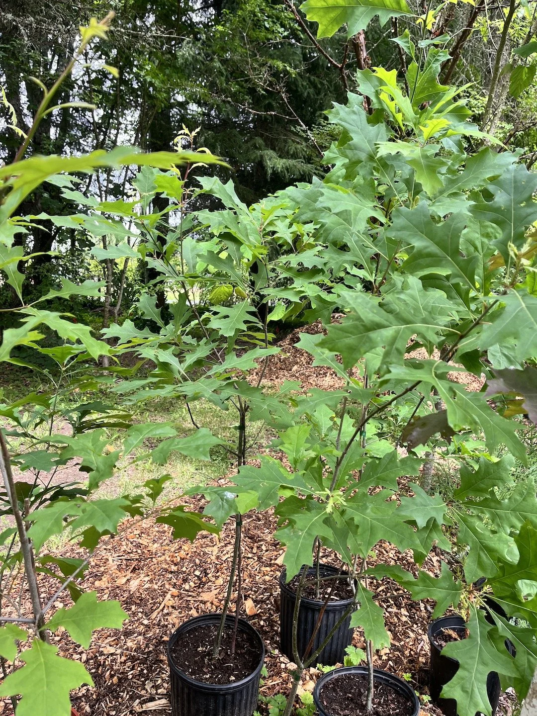 Pin Oak Quercus palustris.JPG