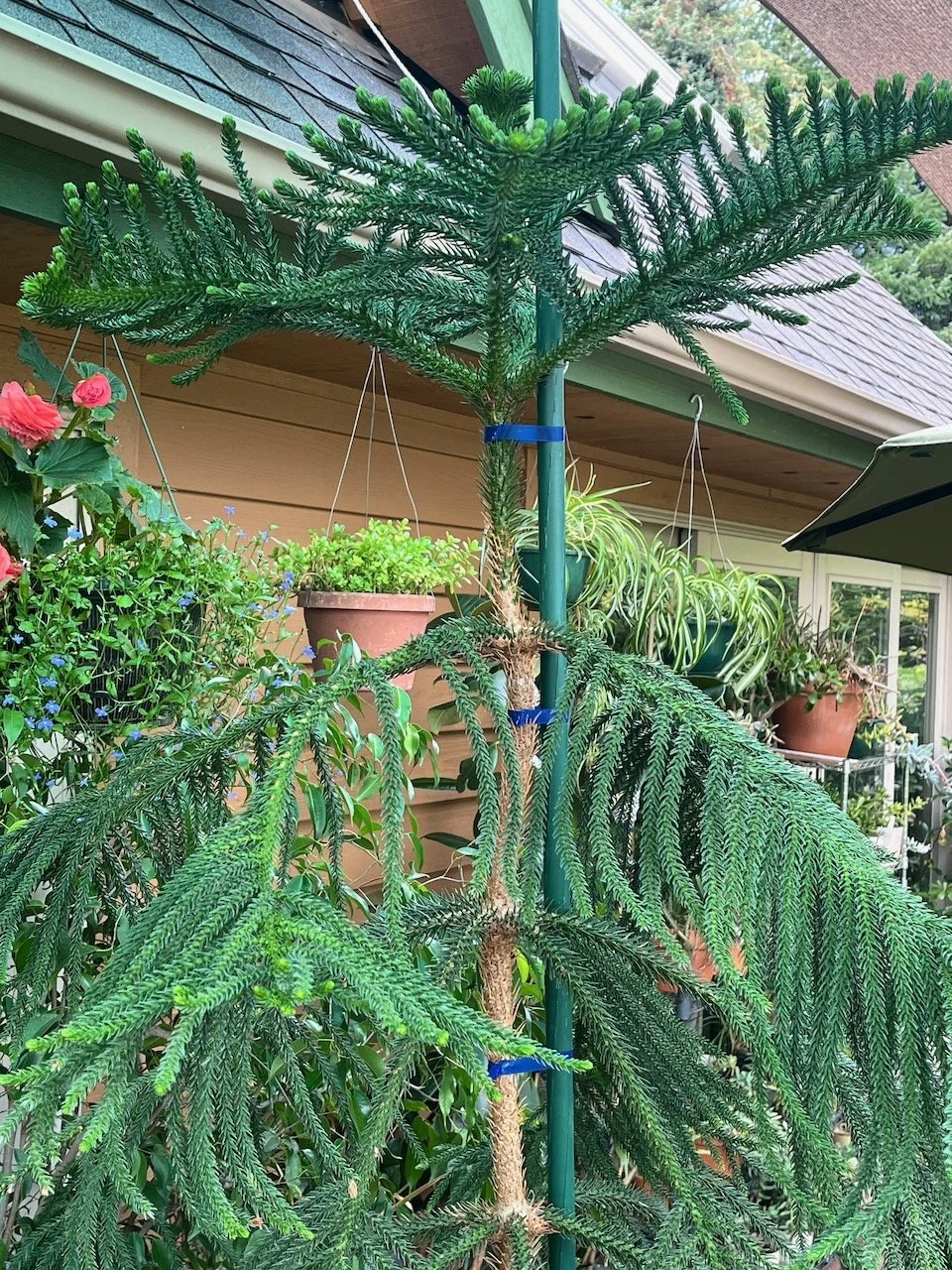 Norfolk Island Pine