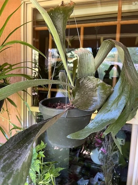 Staghorn Fern - Platycerium Bifucatum