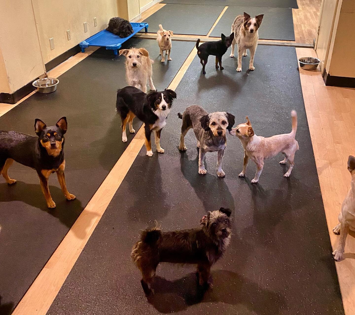 Just a bunch of cuties posing for the photo! 🥰
#smalldogsrule #littledog #littledogsrule #smalldogpack #smalldogsofinstagram #littledogsofinstagram #littledogsrock #doggie #doggies #dogdaycare #dogdaycarelife #dogdaycarefun #dogdaycareportland #port