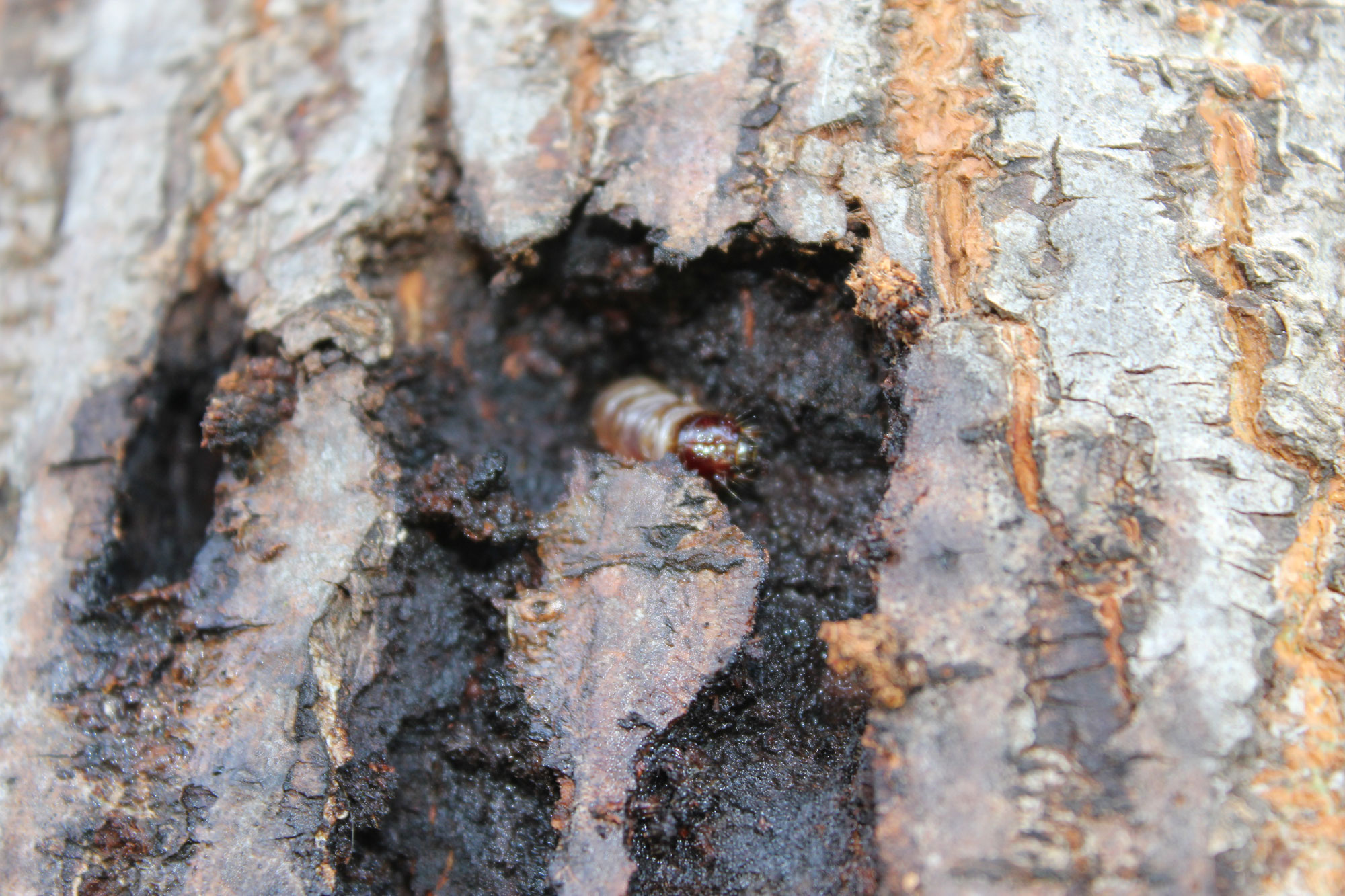 A borer exposed during treatment 