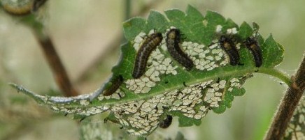 Elm leaf beetle larvae 'skeletonising' a leaf