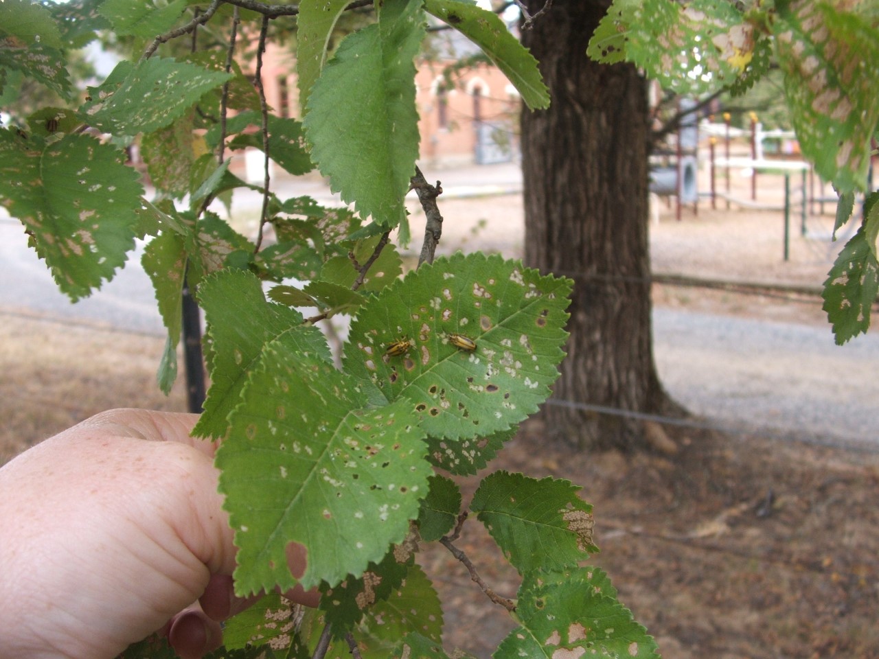 Adult elm leaf beetles  and resulting leaf chew damage to the leaves