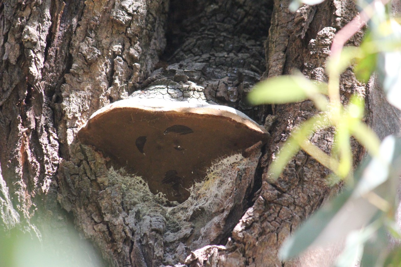 Fungal fruiting body