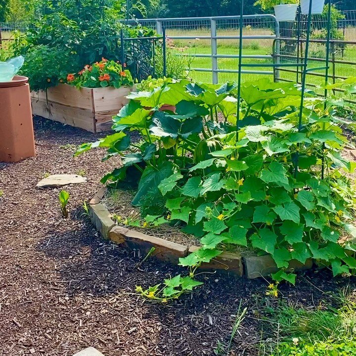 Preparing to say goodbye to my dear gardens. I will be departing in the next few days for my next adventure! Take a quick garden tour, swipe 👉🏽 to get a mini lesson on 3 Sisters Gardening and stay tuned for more about my upcoming adventure on my ne