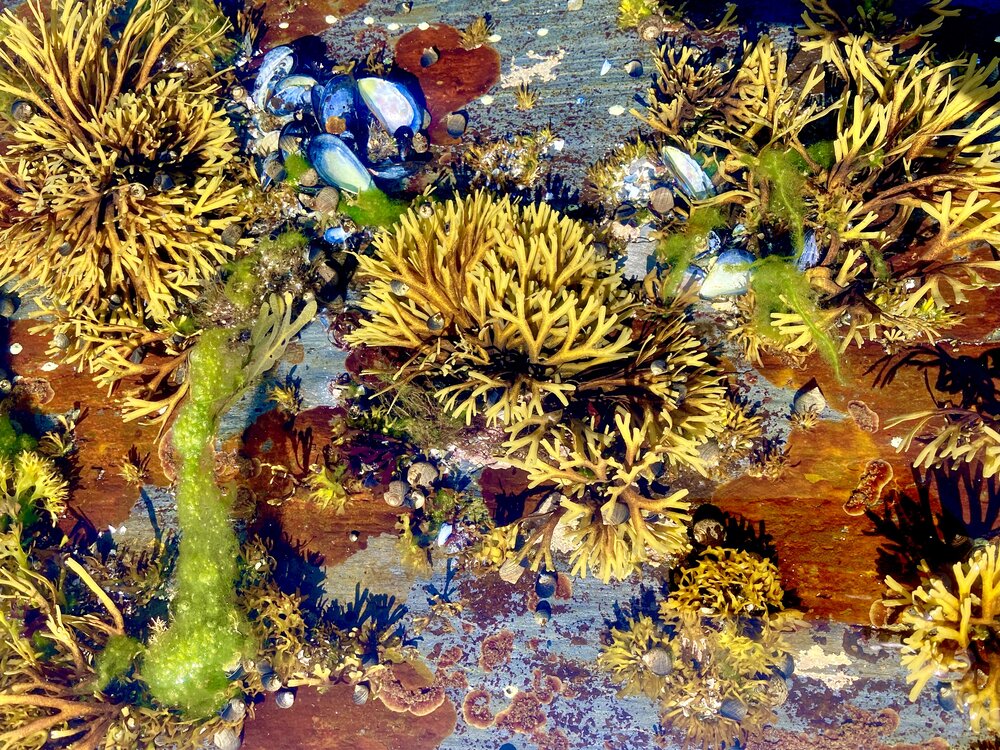 TIDAL POOL.jpg